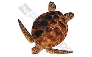 Real Stuffed Loggerhead Sea Turtle Plush Toy - Medium Size (28.4 X 12.4 X 5.2 Cm), Japan Import - View #12